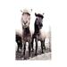 East Urban Home Iceland Horse Asti & Bessa 09 by Monika Strigel - Wrapped Canvas Photograph Print Canvas in Black/Gray | Wayfair