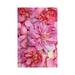 East Urban Home Pink English Rose Petals Ii by Alyson Fennell - Wrapped Canvas Photograph Canvas | 18 H x 12 W x 1.5 D in | Wayfair