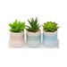 3.5" Assorted Succulents in a colorful round vase (Pack of 3)