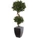 4.5' Sweet Bay Artificial Double Topiary Tree in Black Wash Planter - 24"D x 24"W x 54"H