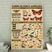 Trinx Florida Butterfly Knowledge Gallery Wrapped Canvas - Animal Knowledge Decor, Red & Black Home Decor Canvas in White | Wayfair