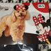 Disney Dog | Hostpick!! Minnie Ears Dog Headband | Color: Black/Red | Size: M/L