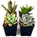 FATPLANTS 4 Living Succulent Plants | 2 H in | Wayfair 4-2in-succulents