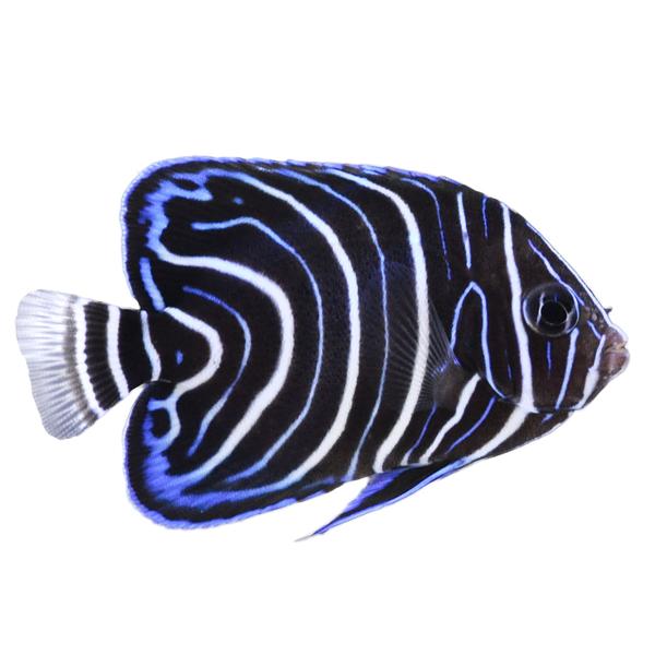 koran-angelfish,-juvenile--pomacanthus-semicirculatus----small/