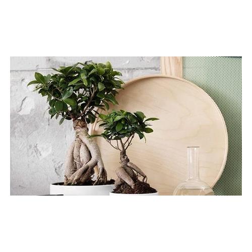 Ficus Ginseng Bonsai-Baum: 4