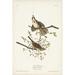 Red Barrel Studio® Pl. 25 Song Sparrow Canvas | 12 H x 8 W x 1.25 D in | Wayfair DFBEC5110D45438DBEF6FCCFB37BDE3A