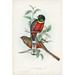 Bayou Breeze Gould Tropical Birds II by John Gould - Wrapped Canvas Painting Canvas, Wood | 12 H x 8 W x 1.25 D in | Wayfair