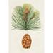 Loon Peak® Antique Pine Cones II Canvas in Brown/Green | 12 H x 8 W x 1.25 D in | Wayfair 5E4627AB46CF4196BE3C9E51EBD64F46