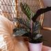 American Plant Exchange Ornata Pinstripe Calathea, Live Tropical Houseplant, 6-Inch Pot, Pink Striped Prayer Plant in Black | 16 H x 7 D in | Wayfair