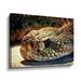 Latitude Run® Diamondback Rattlesnake Stare by Aldridge - Graphic Art on Canvas Canvas, Cotton in Brown | 14 H x 18 W x 2 D in | Wayfair