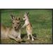 East Urban Home 'Eastern Gray Kangaroo Mother w/ Joey, Australia' Photographic Print, Wood in Brown/Green | 16 H x 24 W x 1.5 D in | Wayfair