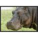 East Urban Home 'Hippopotamus Face Showing Whiskers' Framed Photographic Print on Canvas in Brown/Green | 12 H x 18 W x 1.5 D in | Wayfair