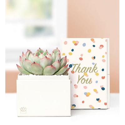 Thank You Succulents by Lula’s Garden® Medium by 1-800 Flowers