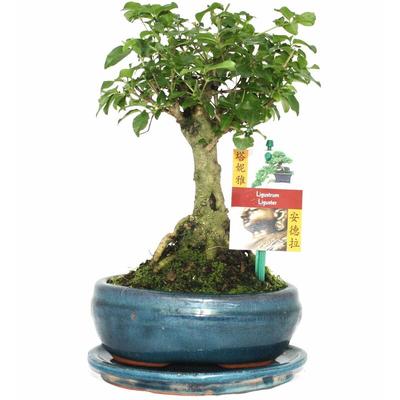 Bonsai Chin. Liguster - Ligustrum sinensis - ca. 6 Jahre - Kugelform