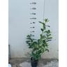 50 piante di lauro ceraso laurocesasus (lauroceraso) h 70/80CM piante per siepi