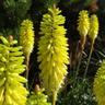 Pépinières Naudet - 2 Tisons De Satan 'Lemon Popsicle' (Kniphofia 'Lemon Popsicle') - Vendu par 2