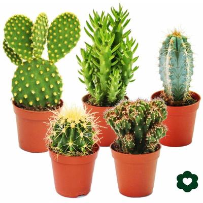 5 cactus différents en set - pot...