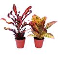 Lot de 2 Codiaeum différents, arbuste miracle, 12cm