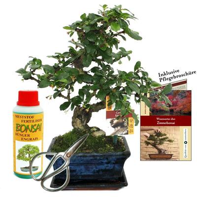 Geschenkset Bonsai Carmona - Fukientee - ca. 6 Jahre alt - Anfänger-Set