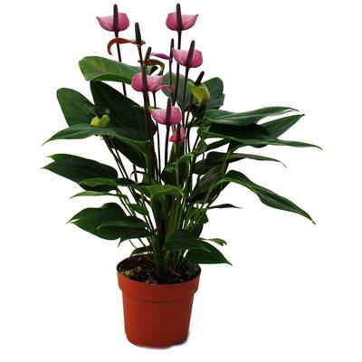 Flamingoblume 'Lila Fiorino' violett Anthurium andreanum 12cm