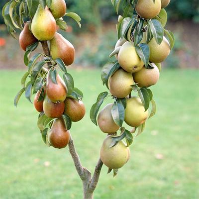 Duo Variety Pear Tree - 'Conference' & 'Concorde'