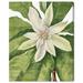 Floral & Botanical 'Mary Vaux Walcott - Umbrella Tree' Florals By Oliver Gal Wall Art Print Canvas in White/Black | 45 H x 36 W x 1.5 D in | Wayfair