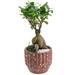 Primrue 13" Preserved Ficus Plant in Planter Ceramic in Red | 13 H x 5 W x 5 D in | Wayfair 9EFD245318AD4182A3D8C34BECB5B6A8