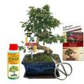 Exotenherz - Geschenkset Bonsai Carmona - Fukientee - ca. 8 Jahre alt - Anfänger-Set