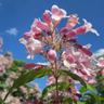 Buisson de Beauté 'Pink Cloud' (Kolkwitzia Amabilis) - Godet - Taille 13/25cm