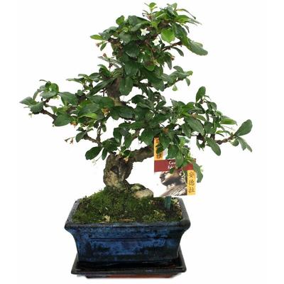 Bonsai Fukientee - Carmona microphylla - ca. 6 Jahre