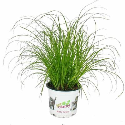 Exotenherz - Katzengras - Cyperus alternifolius - zur Verdauungsunterstützung von Katzen