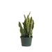 United Nursery Sansevieria Laurentii Snake Plant Live Indoor Houseplant In 6 Inch Grower Pot | 12 H in | Wayfair SLAURENTII6GP