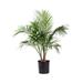 United Nursery Majesty Palm Plant Live Indoor Houseplant In 9.25 Inch Grower Pot | 24 H in | Wayfair MAJESTYP10GP