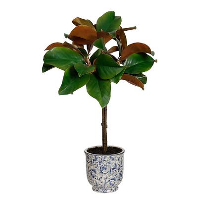 Magnolia Leaf Topiary in Ming Pot - Frontgate
