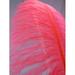 Hot Pink Ostrich Feather Plume Premium 18-24+ inch per Each