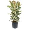 Ficus Elastica Tineke - Arbre à caoutchouc - ⌀24cm - Hauteur 75-100cm - Vert