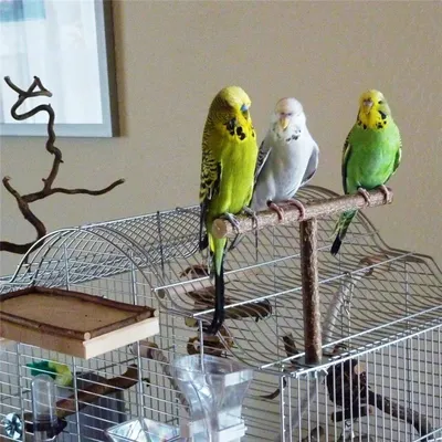 Jouet balançoire perroquet en bois naturel perles colorées pour oiseaux fournitures pour oiseaux