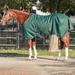 Kensington Signature Collection 1200D Turnout Blanket - 78 - Medium (180g) - Hunter - Smartpak