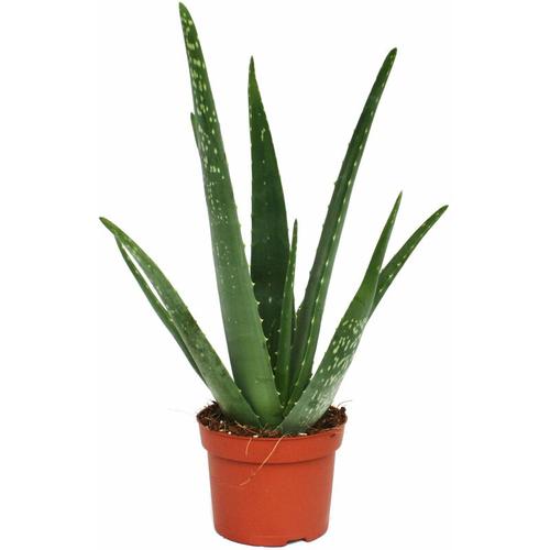 Exotenherz - Aloe vera - ca. 3 Jahre alt - 12cm Topf