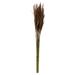 Freeport Park® Zellmer 36" Plume Reed Bundle (15-20 stems), Preserved | 36 H x 5 W x 5 D in | Wayfair 4184DA22CDAC4D988D545FADCDB3EA36