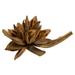 Primrue All Natural Star Pod, Extra Large, Dried 6" Star Pod, Dried | 7 H x 6 W x 7 D in | Wayfair 81BCEF70F5884E1497D16EDFA0F61753