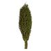 Primrue 22 X 7" Avg Foliage Green Olympia Seed Pod, 1 Piece, Dried | 22 H x 7 W x 7 D in | Wayfair 10E54AE347A14FDFACB04AC9ED005698