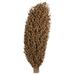 Primrue Olympia Seed Pod, Dried Olympia Seed Pod, Dried | 22 H x 7 W x 7 D in | Wayfair 6D212FDADEC049AEAFC893DF65808FA0