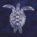 Bayou Breeze Sea Turtle Shadow I Canvas | 12 H x 12 W x 1.25 D in | Wayfair 95189DCCE7E142F1B28E8A15828548C1
