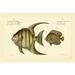 Rosecliff Heights Bloch Antique Fish VI Canvas | 8 H x 12 W x 1.25 D in | Wayfair DEA498C34D754A539D0E713B0D1D3142