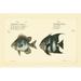 Rosecliff Heights Bloch Antique Fish II Canvas | 8 H x 12 W x 1.25 D in | Wayfair E60246C9866843868C2D0142F4E5DA25