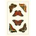 August Grove® Cramer Butterflies I Canvas | 12 H x 8 W x 1.25 D in | Wayfair F2CD486658A44BB4AE5A3FACC98BC8D3