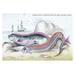 Buyenlarge Hawkins Gymnetrus & Red Band Fish by Robert Hamilton Painting Print in Green/Pink | 24 H x 36 W x 1.5 D in | Wayfair 0-587-09297-1C2842