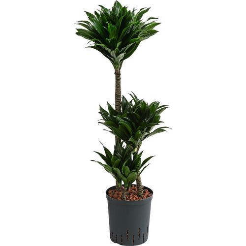 Drachenbaum, in Hydrokultur, mehrstämmig, ca. 100 cm, ø Topf 18 cm, Zimmerpflanze - Dehner