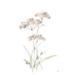 Rosalind Wheeler Tall Queen Annes Lace IV Canvas | 12 H x 8 W x 1.25 D in | Wayfair D1A62C258CA04E1CAF438FEEDFE22A17